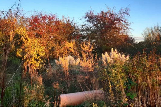Green Shoots free workshops at Forest Farm Peace Garden
