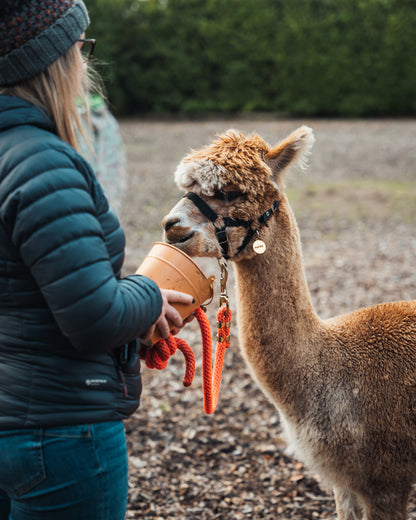 Stoke Lonely Girls Club Alpaca Walk