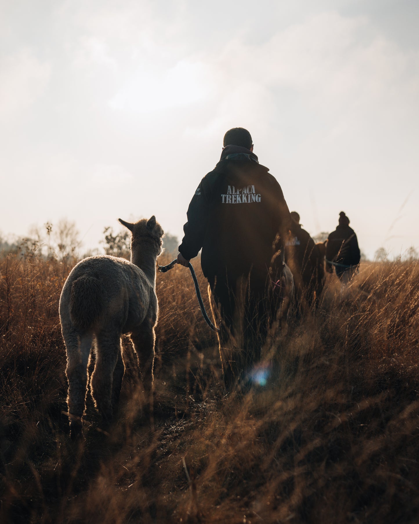 Stoke Lonely Girls Club Alpaca Walk