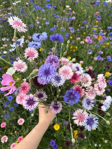 York Lonely Girls Club Haxby Flower Meadow Trip